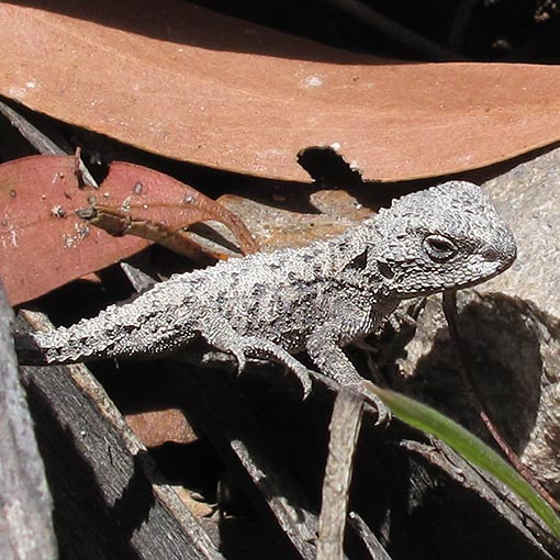 Mountain dragon, Rankinia diemensis, Tasmania