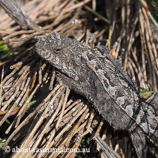 Mountain dragon, Rankinia diemensis, Tasmania