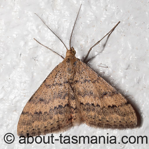 Scopula rubraria, moth, Tasmania