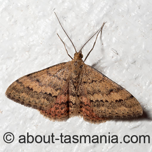 Scopula rubraria, moth, Tasmania