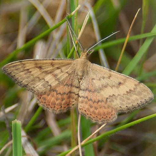 Scopula rubraria, moth, Tasmania