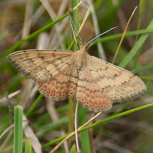 Scopula rubraria