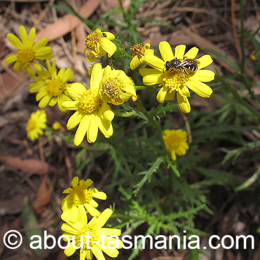 Senecio pinnatifolius, dune groundsel, Tasmania