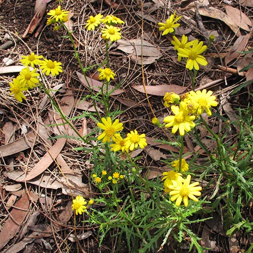 Senecio pinnatifolius, dune groundsel, Tasmania