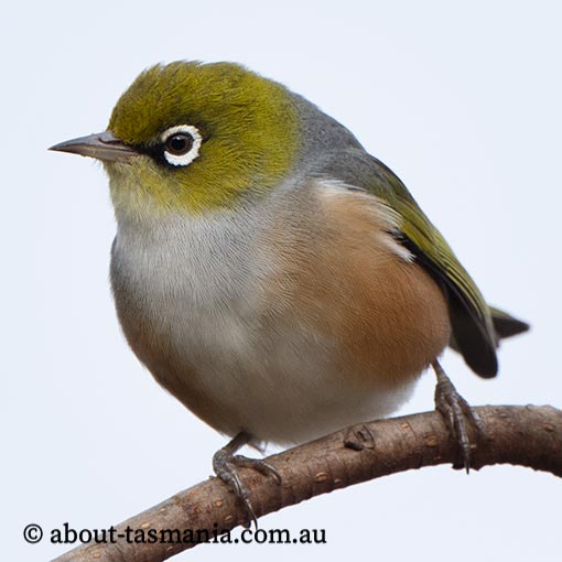 Silvereye, Zosterops lateralis, Tasmania
