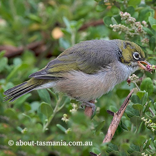 Silvereye, Zosterops lateralis, Tasmania