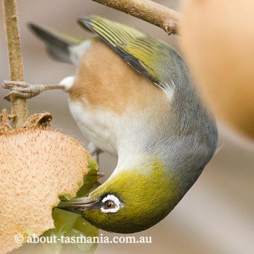 Silvereye, Zosterops lateralis, Tasmania