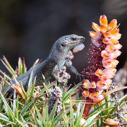 Southern Snow Skink, Carinascincus microlepidotus, Tasmania