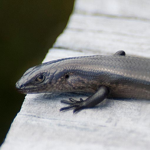 Southern Snow Skink, Carinascincus microlepidotus, Tasmania