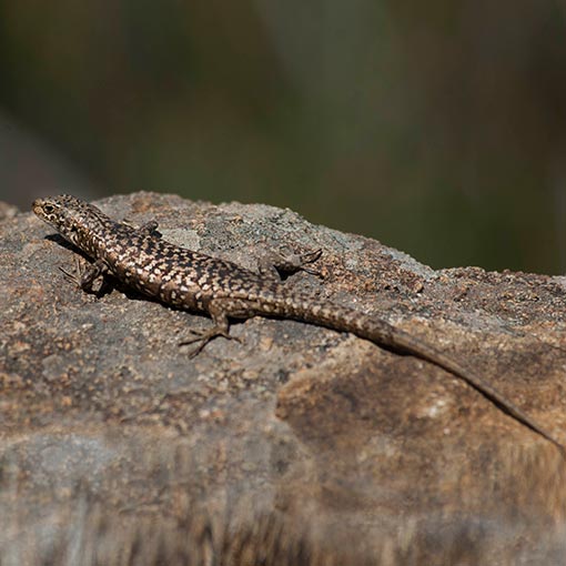 Carinascincus ocellatus, spotted skink, Tasmania