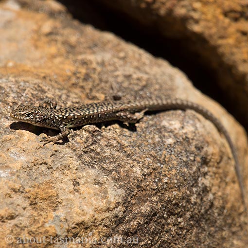 Carinascincus ocellatus, spotted skink, Tasmania
