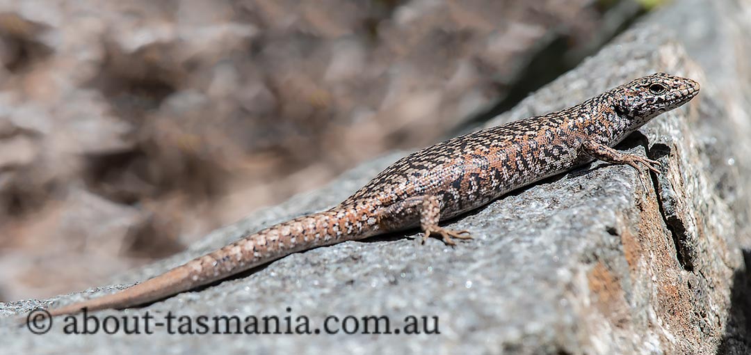 Carinascincus ocellatus, spotted skink, Tasmania