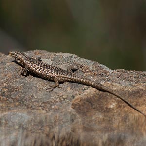 Spotted Skink