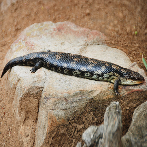 Blotched Blue-tongue Lizard, Tiliqua nigrolutea, Tasmania