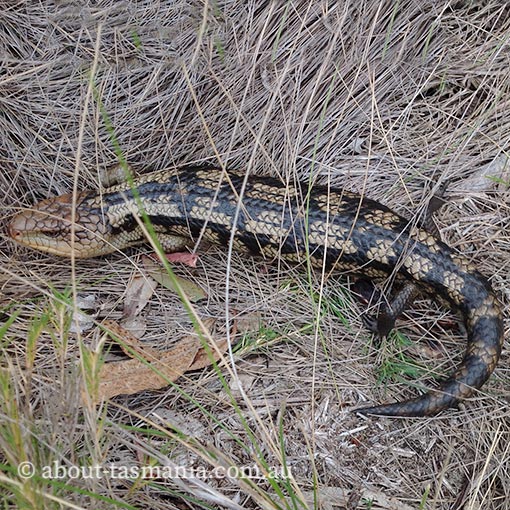 Blotched Blue-tongue Lizard, Tiliqua nigrolutea, Tasmania