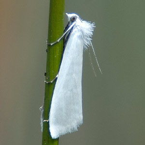 Tipanaea patulella