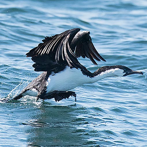 Phalacrocorax fuscescens Tasmania
