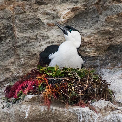 Phalacrocorax fuscescens Tasmania