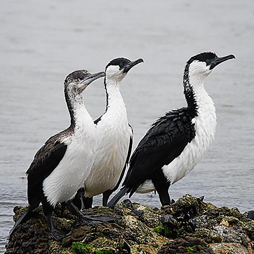 Black-faced Cormorant | About Tasmania