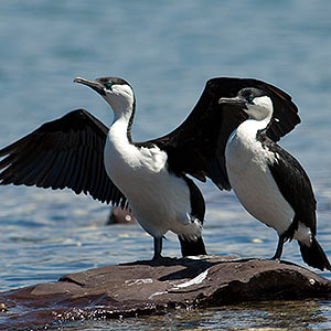 Black-faced Cormorant