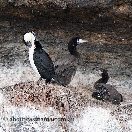 Phalacrocorax fuscescens Tasmania