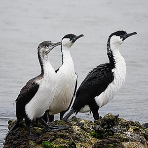 Black-faced Cormorant