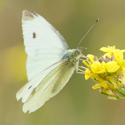 Cabbage White Butterfly, Pieris rapae, Tasmania