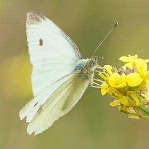 Cabbage White Butterfly