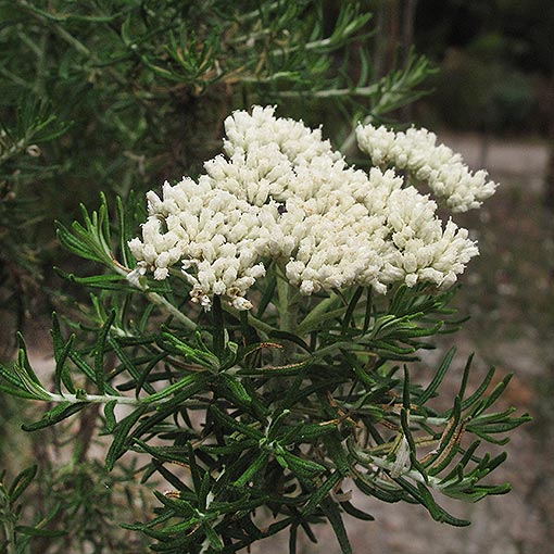 Cassinia aculeata, dolly bush, Tasmania