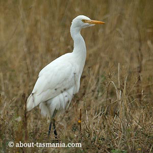 Cattle Egret