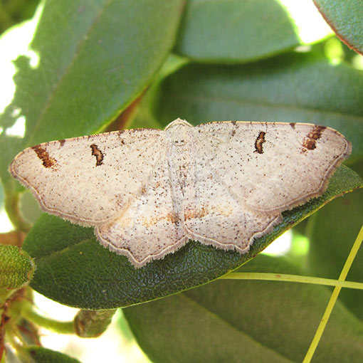 Dissomorphia australiaria, moth, Tasmania