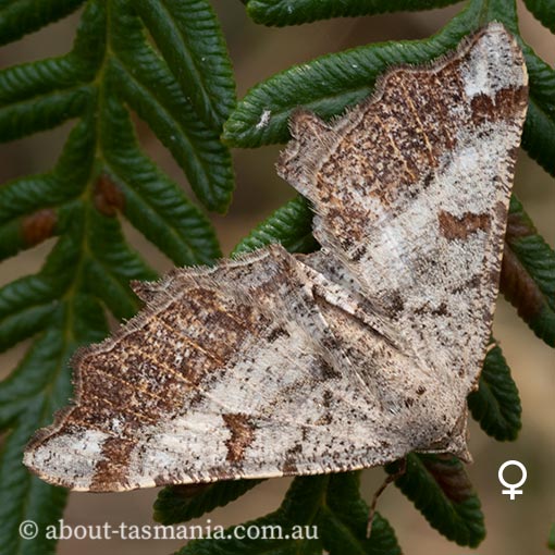 Dissomorphia australiaria, moth, Tasmania