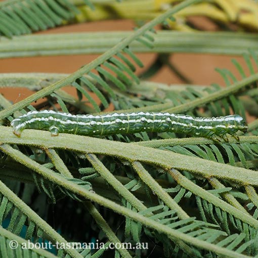 Dissomorphia australiaria, moth, Tasmania
