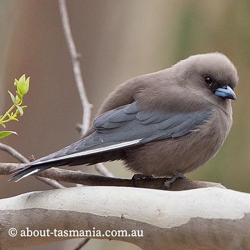 Dusky woodswallow, Artamus cyanopterus, Tasmania