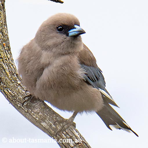 Dusky woodswallow, Artamus cyanopterus, Tasmania