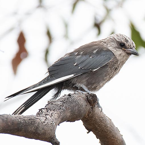 Dusky woodswallow, Artamus cyanopterus, Tasmania