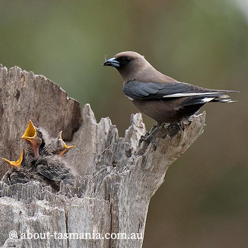 Dusky woodswallow, Artamus cyanopterus, Tasmania