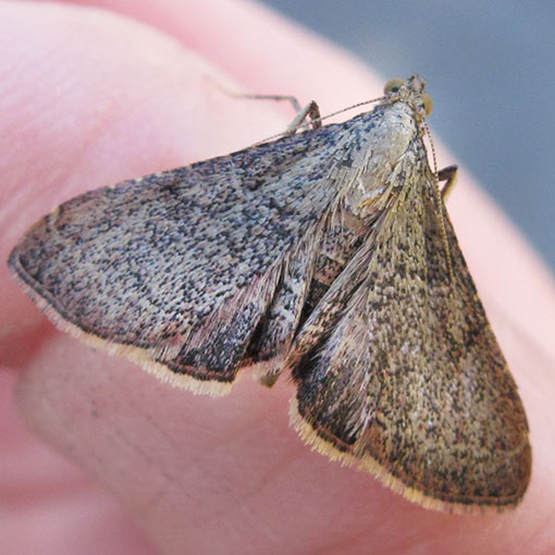 Endotricha sp., moth, Tasmania