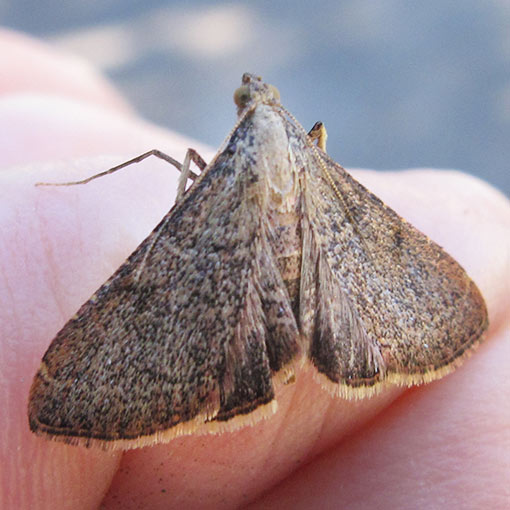 Endotricha sp., moth, Tasmania