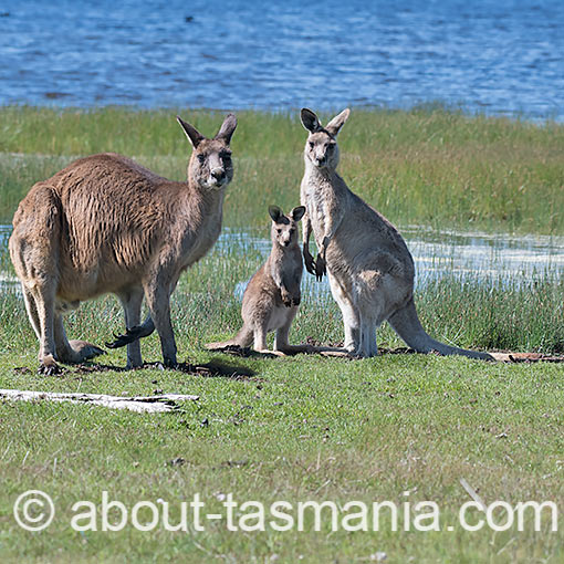 Forester (Eastern grey) Kangaroo, Macropus giganteus, Tasmania