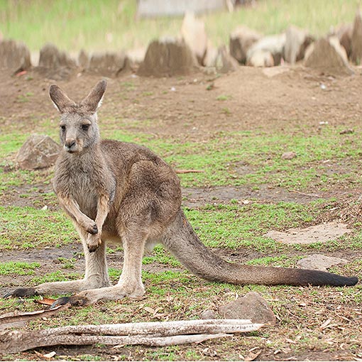 Forester (Eastern grey) Kangaroo, Macropus giganteus, Tasmania