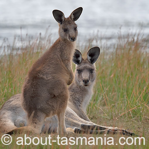 Forester (Eastern grey) Kangaroo, Macropus giganteus, Tasmania