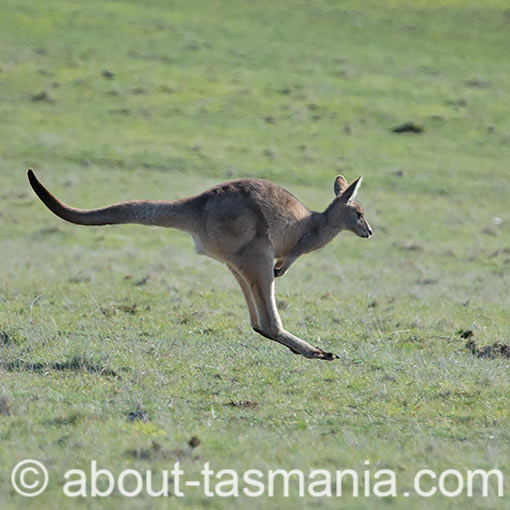 Forester (Eastern grey) Kangaroo, Macropus giganteus, Tasmania