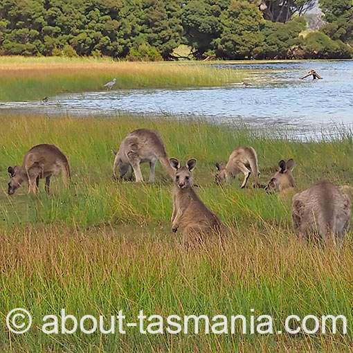 Forester (Eastern grey) Kangaroo, Macropus giganteus, Tasmania