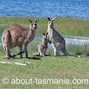 Forester Kangaroo