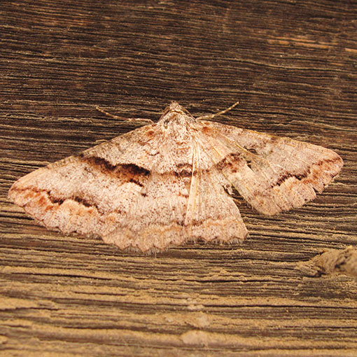 Gastrinodes bitaeniaria, Geometridae, Tasmania, moth