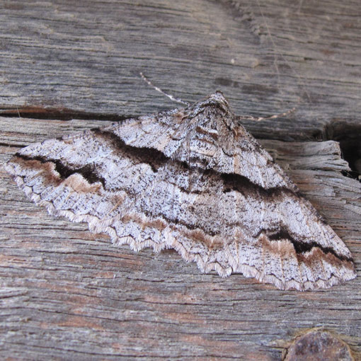 Gastrinodes bitaeniaria, Geometridae, Tasmania, moth