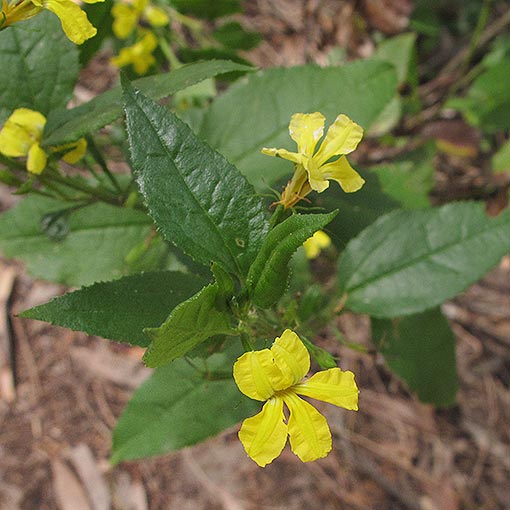Goodenia ovata, hop native-primrose, Tasmania