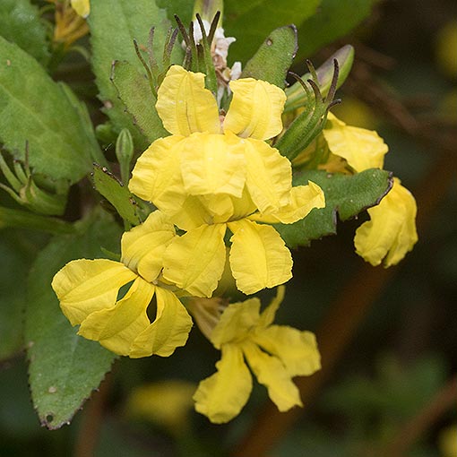 Goodenia ovata, hop native-primrose, Tasmania