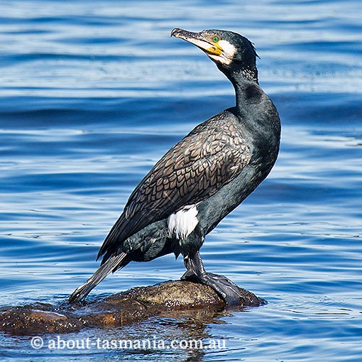 Great Cormorant, Phalacrocorax carbo, Tasmania